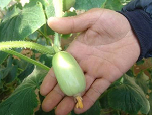 �M(j��n)��Ĵָ�S��-�S�ϷN��-�r(n��ng)֮��(r��n)