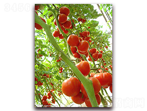 Խ��8-Խ�����ѷN��-�r(n��ng)֮��(r��n)