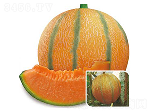 �S�۶�̖(h��o)���-��ϷN��-�߶˷N�I(y��)