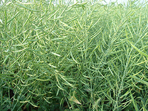 �����s4̖-�Ͳ˷N��-�н��N�I(y��)