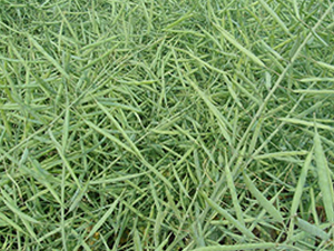 �؃�(y��u)11̖-�Ͳ˷N��-�н��N�I(y��)