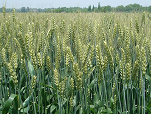 ����14-С���N��-�н��N�I(y��)