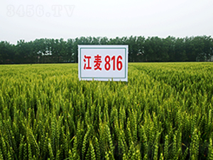 ����816-С���N��-�н��N�I(y��)