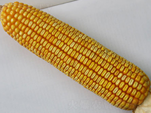 �н���6̖(h��o)-�s�����׷N��-�н��N�I(y��)