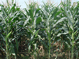 �н���5̖(h��o)-�s�����׷N��-�н��N�I(y��)