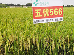 �僞(y��u)566-�s���i���N��-�н��N�I(y��)