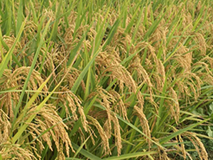 II��(y��u)728-�s���i���N��-�н��N�I(y��)