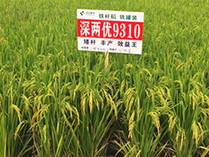 ��Ƀ�(y��u)9310-�s���i���N��-�н��N�I(y��)