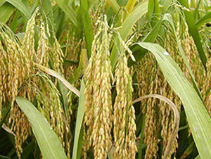 �f(xi��)��(y��u)728-�s���i���N��-�н��N�I(y��)