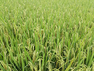 �僞(y��u)6217-�s���i���N��-�н��N�I(y��)