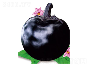 ������-���ӷN��-�߶˷N�I(y��)