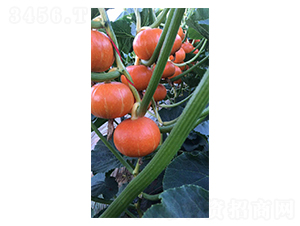 �ϹϷN��-Ӣ���m��