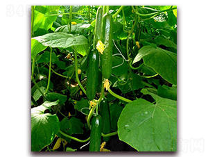 ����-�S�ϷN��-��ʢԪ