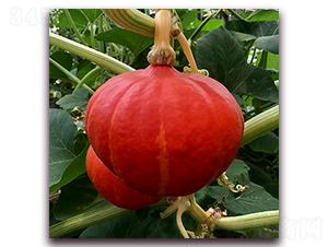 �Mɽ�t�Ϲ�-�ϹϷN��-��ʢԪ