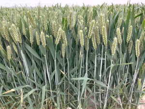 ����36-С���N��-���\(y��n)�N�I(y��)