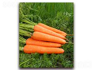 �t�S808-���}���N��-���r(n��ng)���v