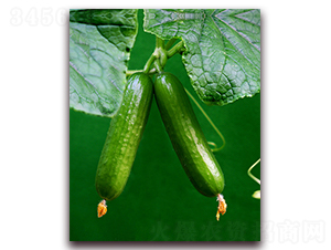 ������-���S�ϷN��-���r(n��ng)���v