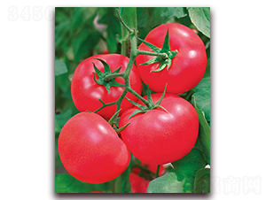 ���m�ѷ�F1-��TY�۹����ѷN��-���r(n��ng)���v