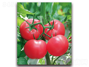 ���m������̖-�O����۹����ѷN��-���r(n��ng)���v