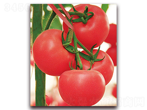 �º��mӲ��F1-��Ӳ�ȷ۹����ѷN��-���r(n��ng)���v