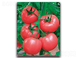 ���r(n��ng)��̖-����ͷ۹����ѷN��-���r(n��ng)���v