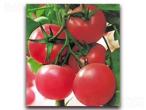 ���m������̖(h��o)-����۹����ѷN��-���r(n��ng)���v