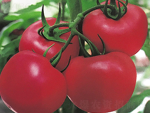 ���r(n��ng)��̖-�����߮a(ch��n)���ѷN��-���r(n��ng)���v