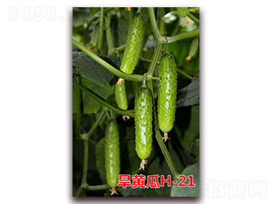 ���S��H-21-�S�ϷN��-�f���r(n��ng)�I(y��)