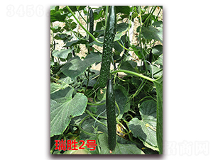 ����2̖-�S�ϷN��-�f���r(n��ng)�I(y��)