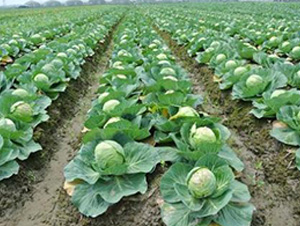 ���{(l��n)�N��-��ϣ��