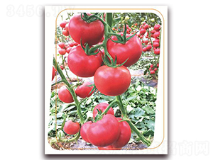 �W����̖(h��o)-���ѷN��-����(y��u)�r(n��ng)�I(y��)