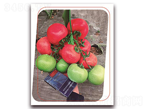 �۶�{��̖(h��o)-���ѷN��-����(y��u)�r(n��ng)�I(y��)