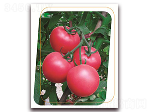 ���з�һ̖-���ѷN��-����(y��u)�r(n��ng)�I(y��)