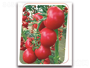 �W��-���ѷN��-����(y��u)�r(n��ng)�I(y��)