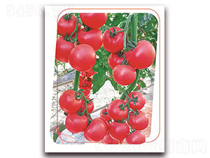 ���з۶�̖-���ѷN��-����(y��u)�r(n��ng)�I(y��)