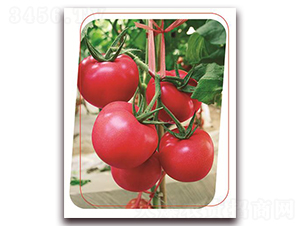 ���з���̖-���ѷN��-����(y��u)�r(n��ng)�I(y��)