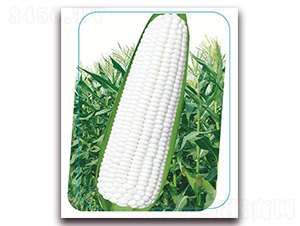 �փ�(y��u)�����Ŵ-Ŵ���׷N��-����(y��u)�r(n��ng)�I(y��)