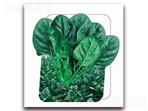 ��(qi��ng)��-���˷N��-����(y��u)�r(n��ng)�I(y��)