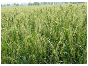 ��(gu��)������32-�S�ǷN�I(y��)