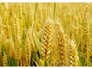 ��(gu��)������9817-�S�ǷN�I(y��)