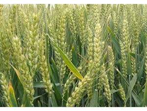 ��(gu��)��ɽ�r(n��ng)19-�S�ǷN�I(y��)