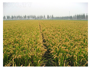 ���S2̖�߮a(ch��n)�؉K-�SԴ�N��