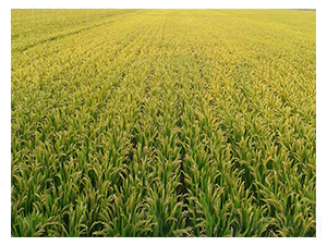 ���S7̖ʾ����-�SԴ�N��