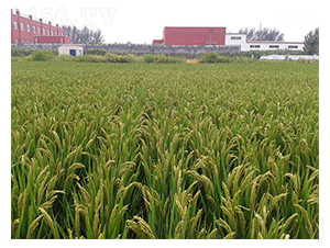 ���S7̖������-�SԴ�N��