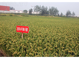 ���S6̖-�SԴ�N��