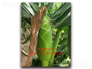 ̫���7̖-ˮ�����׷N��-ӳɽ��