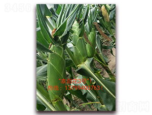 ̩ꖻ�3̖-ˮ�����׷N��-ӳɽ��