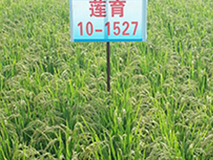 ɏ��10-1527-ˮ���N��-ɏ�R�r(n��ng)�I(y��)