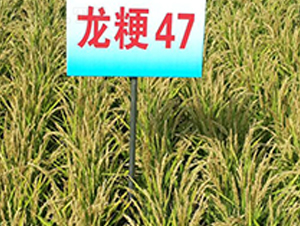 ����47-ˮ���N��-ɏ�R�r(n��ng)�I(y��)