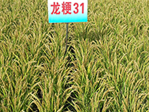 ����31-ˮ���N��-ɏ�R�r(n��ng)�I(y��)